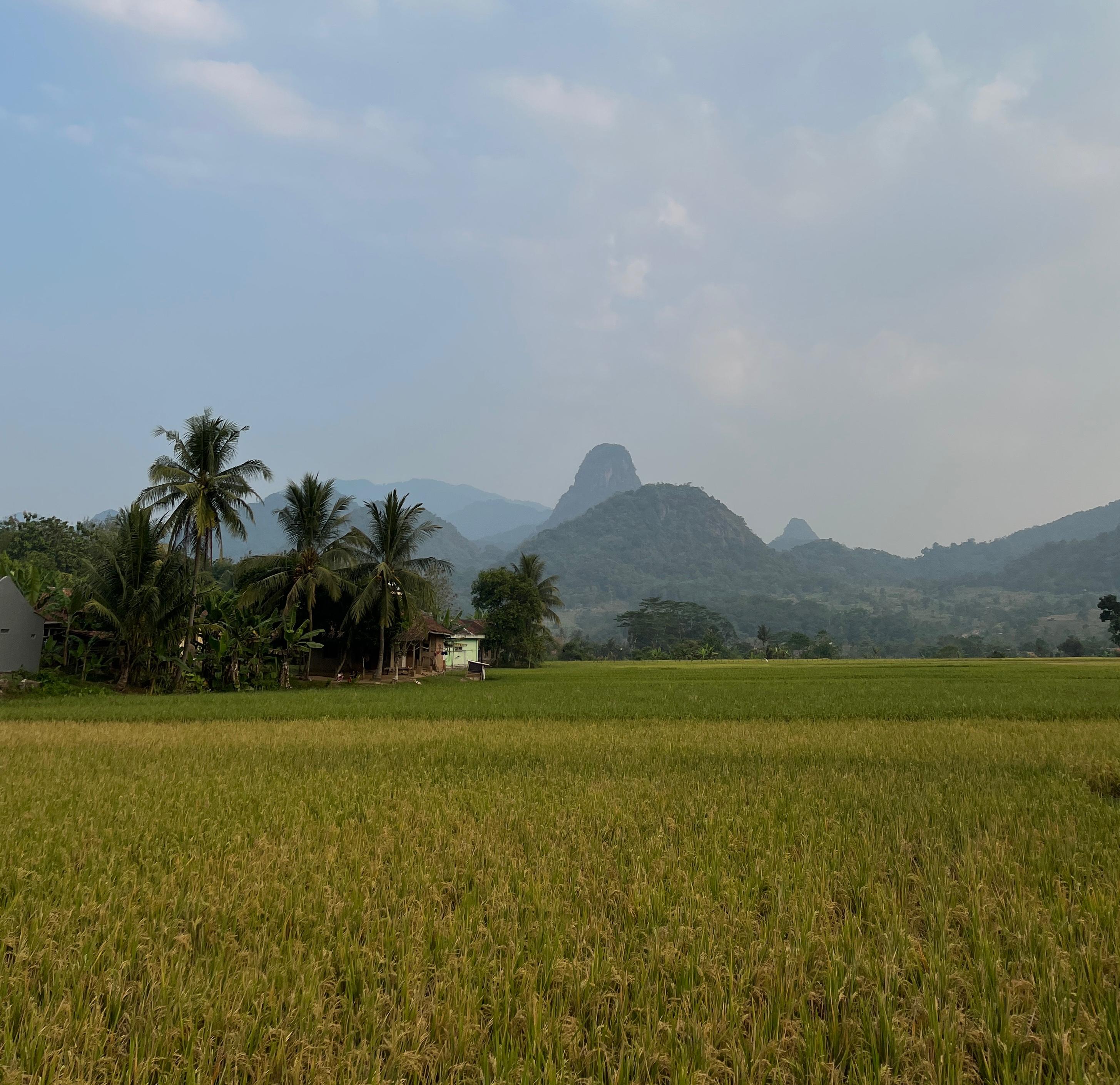 Sawah Desa Cipurwasari
